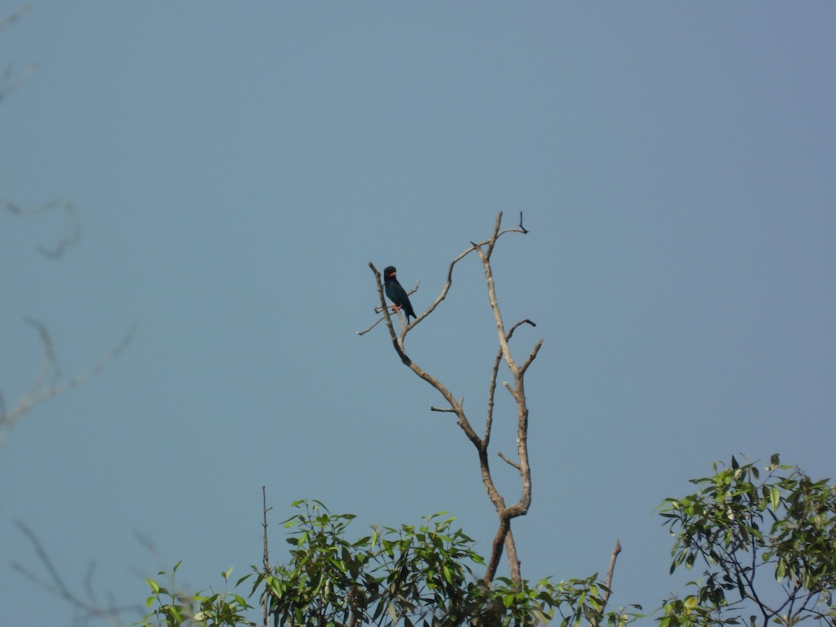 Dollarbird - ML646503289