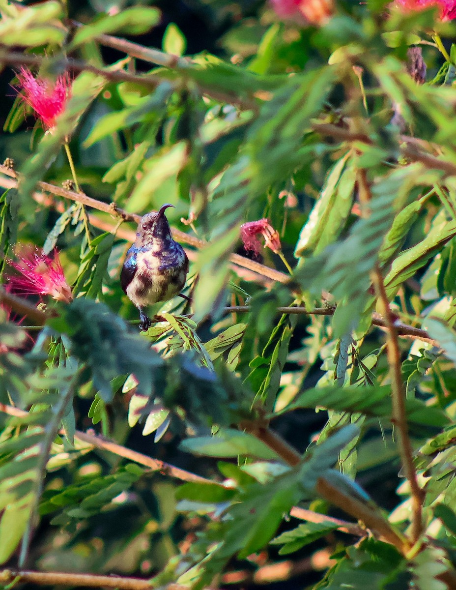 Loten's Sunbird - ML646503292