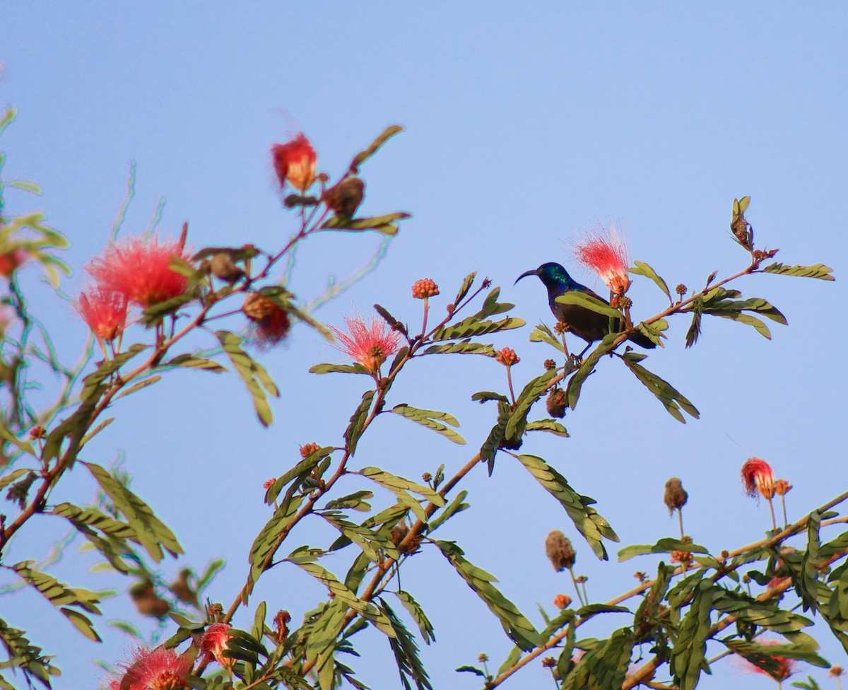 Loten's Sunbird - ML646503293