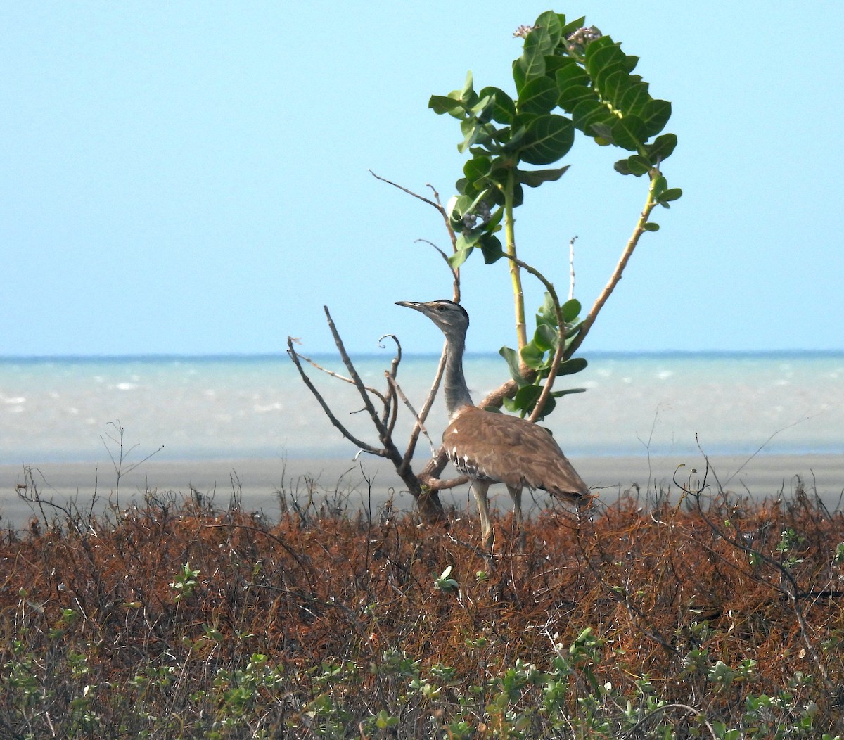 Australian Bustard - ML646503294