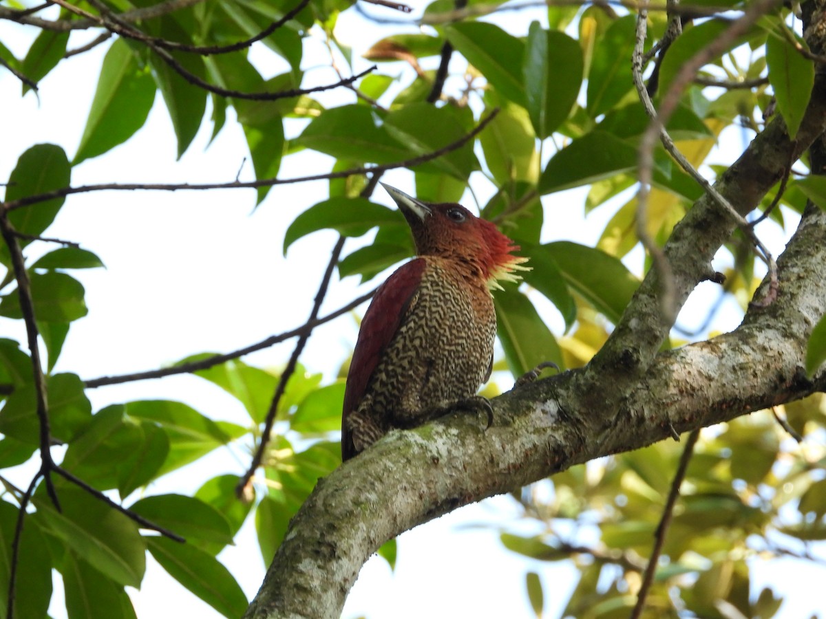 Banded Woodpecker - ML646503295