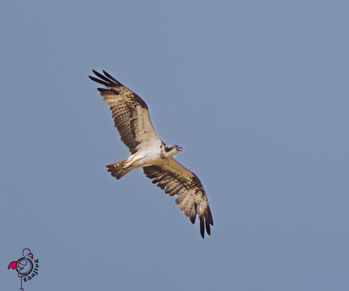 Osprey - ML646503296