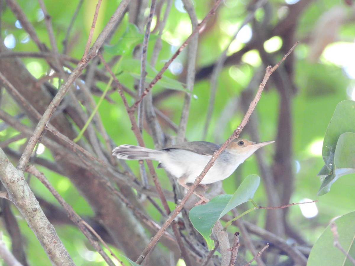 Ashy Tailorbird - ML646503299
