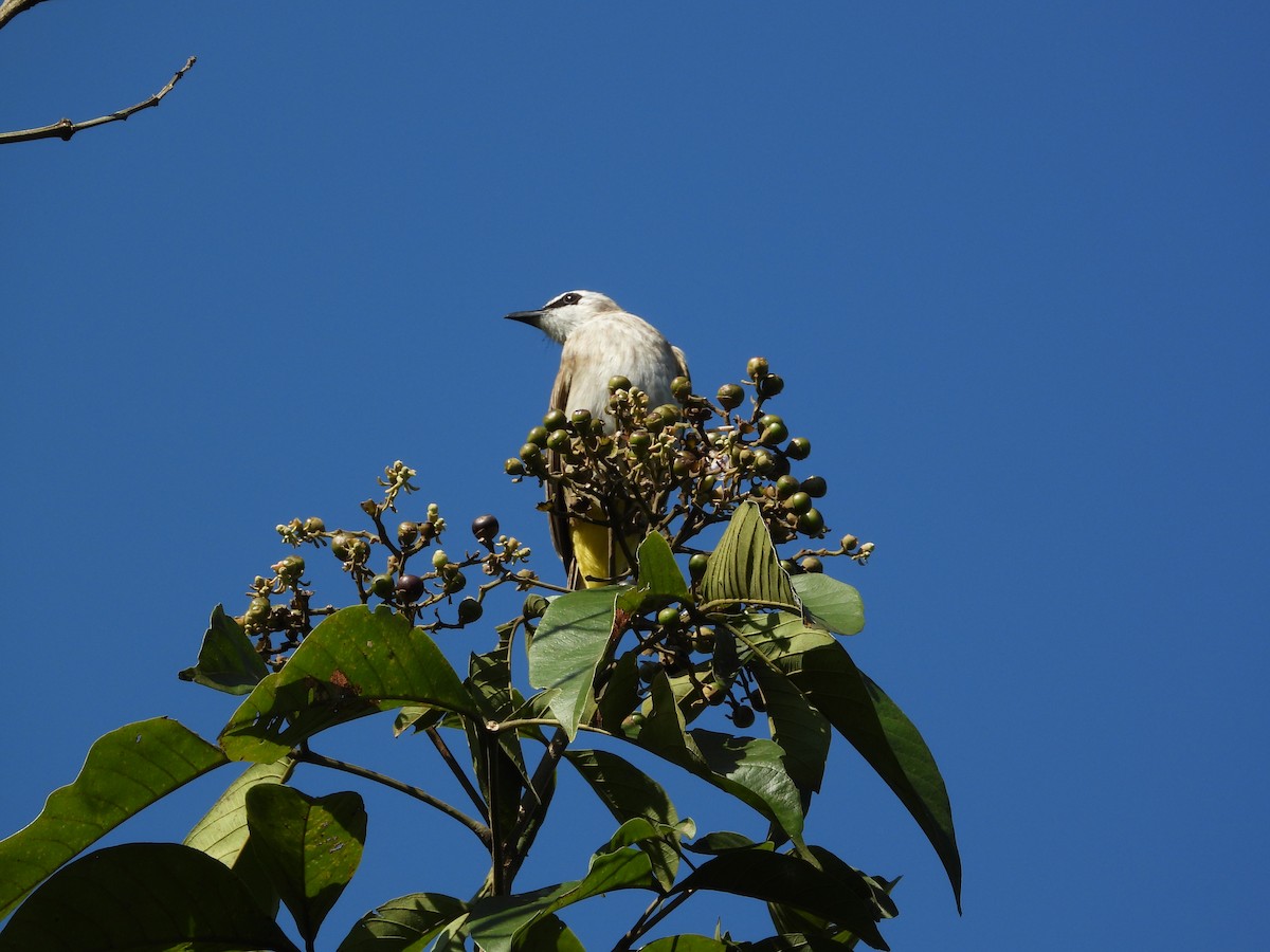 Yellow-vented Bulbul - ML646503301