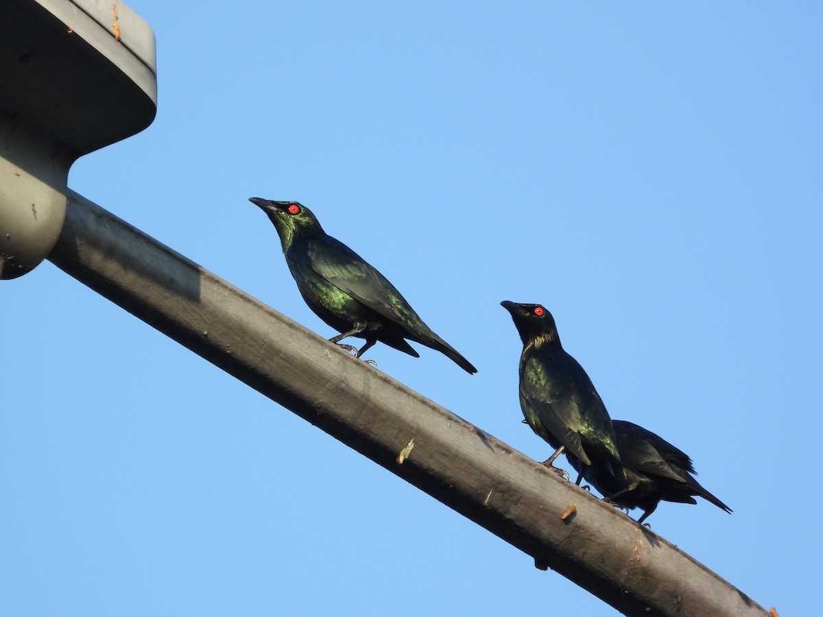 Asian Glossy Starling - ML646503302