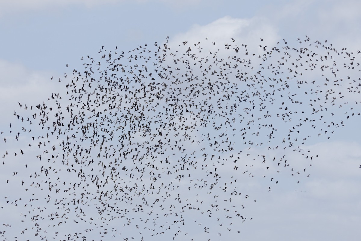 חופית חדת-זנב - ML646503307