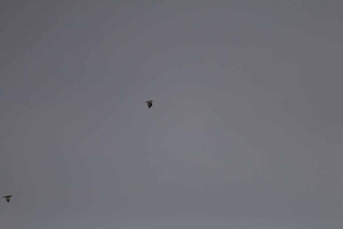 Eurasian Collared-Dove - ML646503308