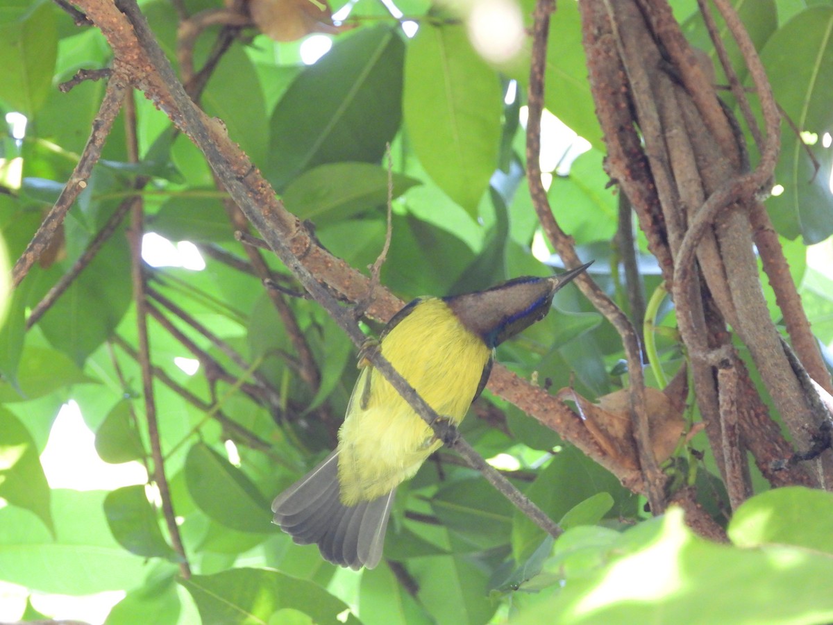 Brown-throated Sunbird - ML646503309