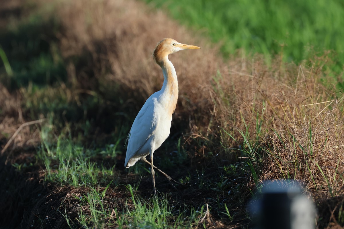 bøffelhegre - ML646503310