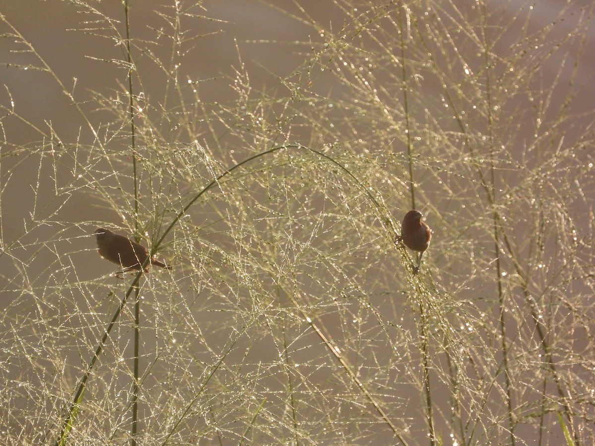 Scaly-breasted Munia - ML646503313