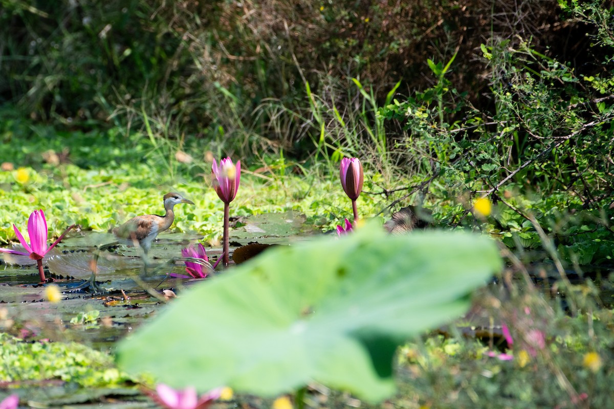Bronze-winged Jacana - ML646503315