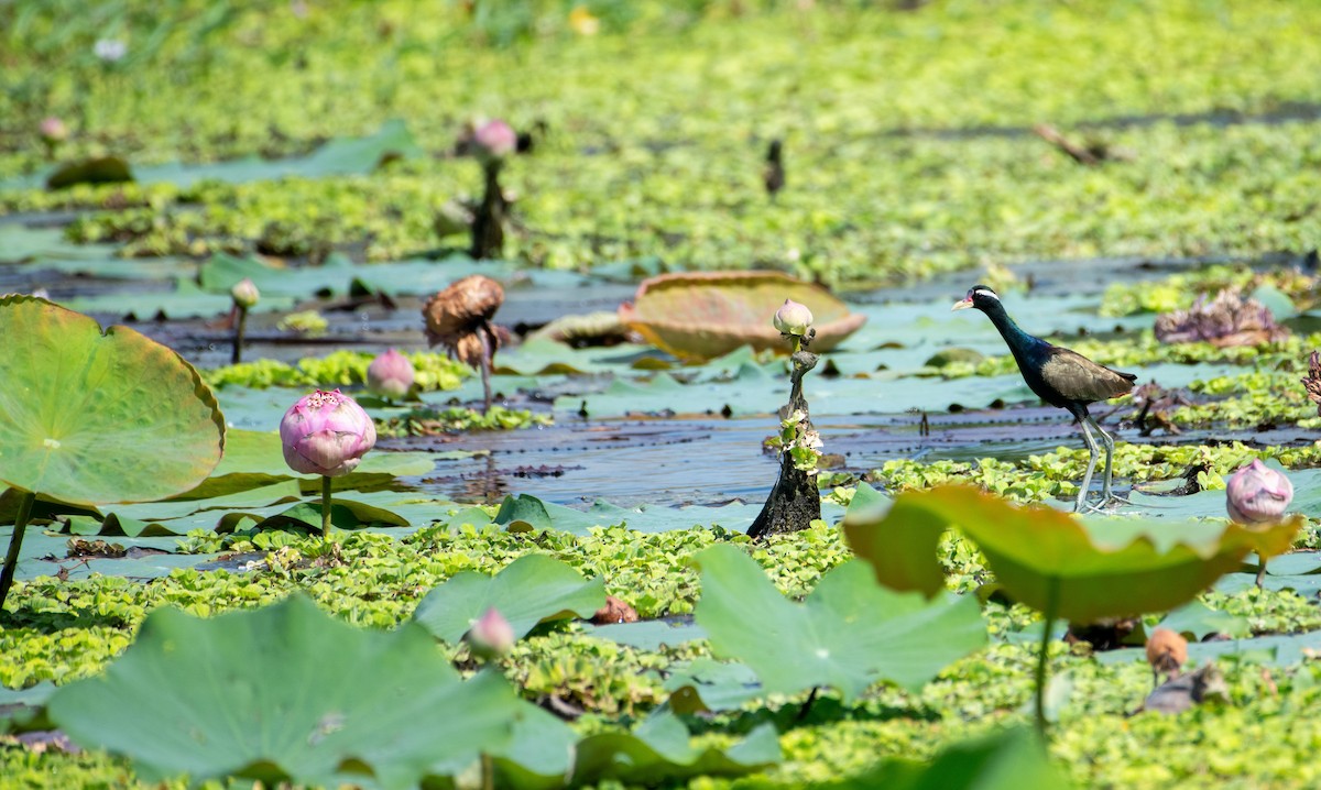 Bronze-winged Jacana - ML646503316