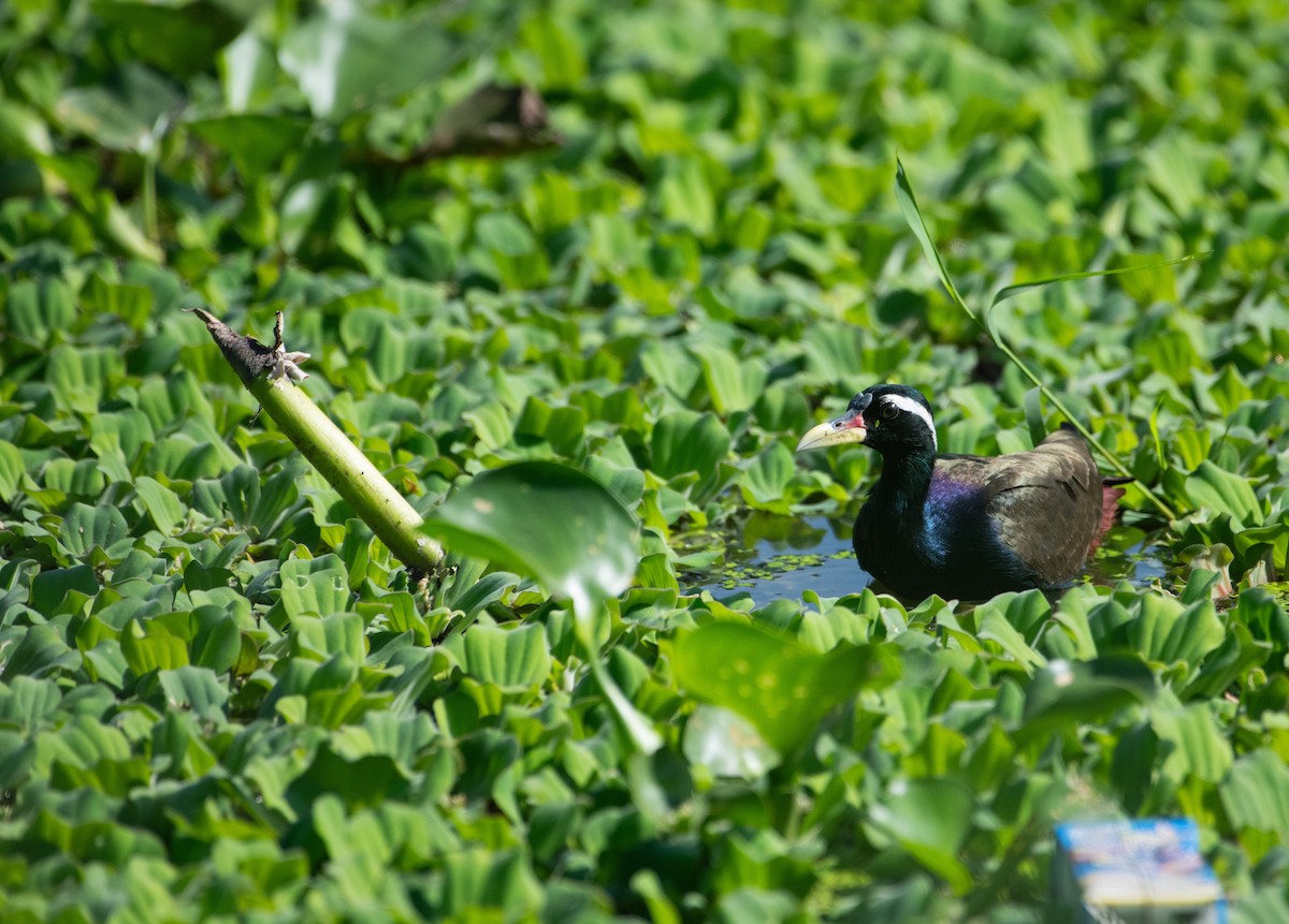 Bronze-winged Jacana - ML646503317