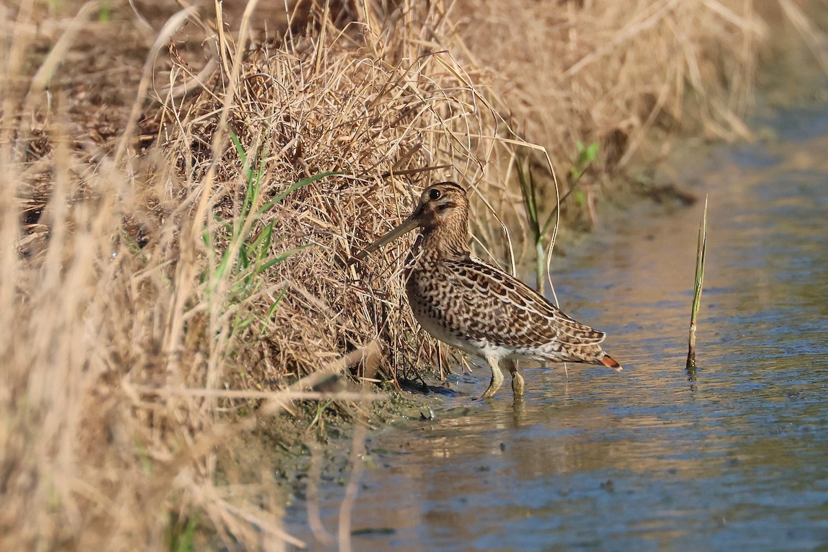 bajkalbekkasin/sibirbekkasin - ML646503318