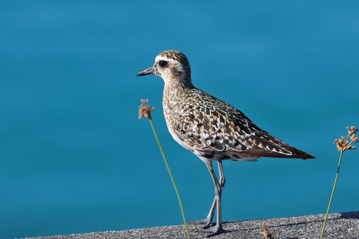 Pacific Golden-Plover - ML646503320