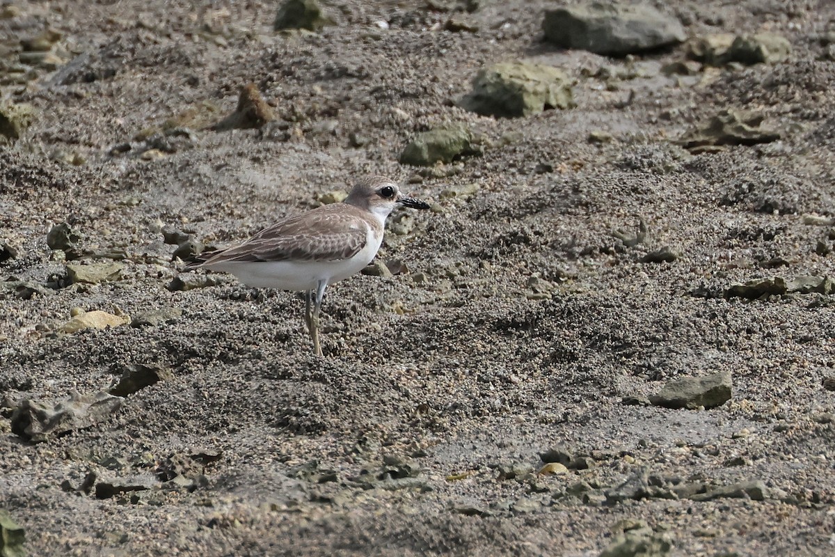 ørkenlo - ML646503321