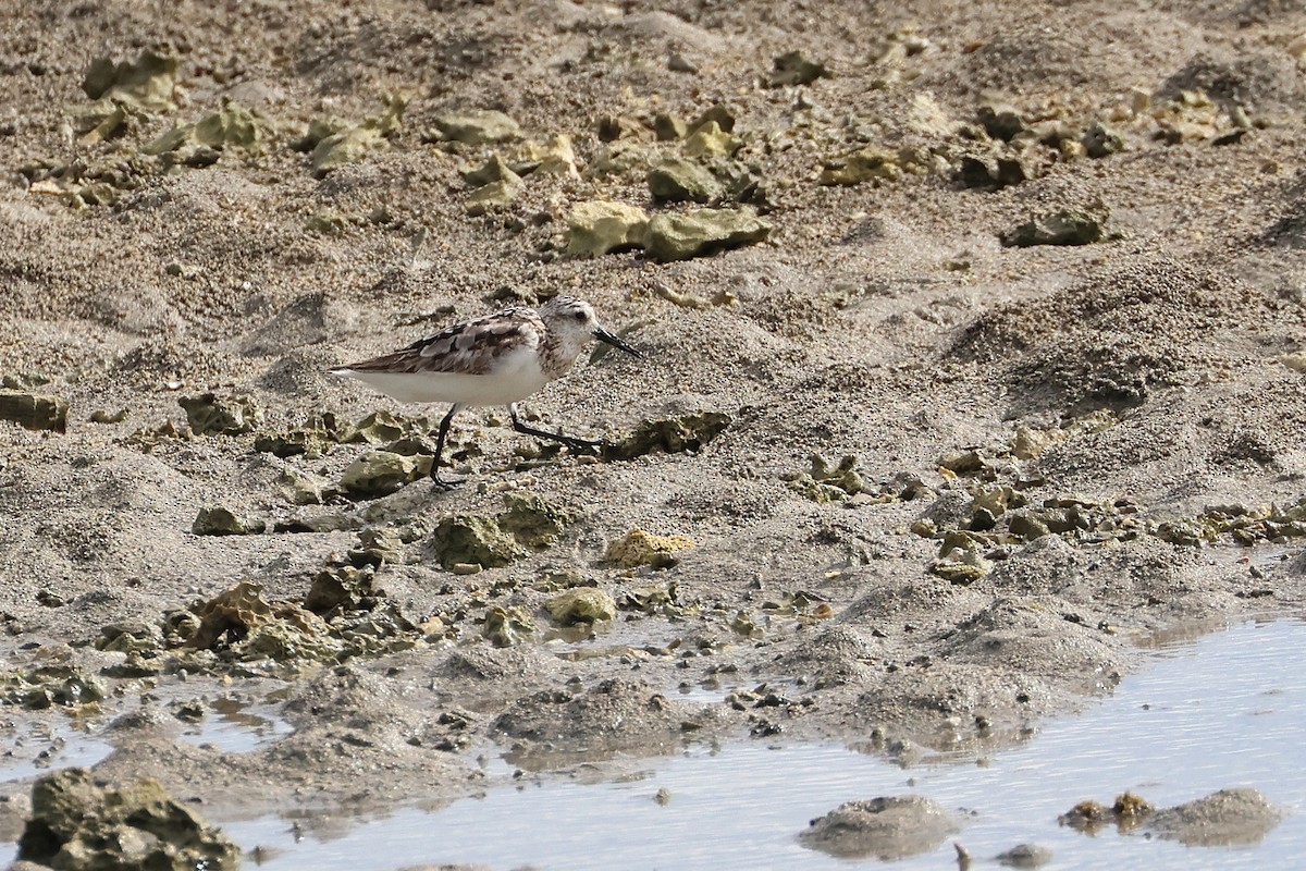 sandløper - ML646503322