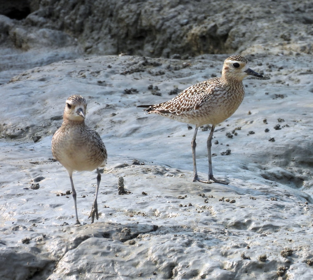 Pacific Golden-Plover - ML646503324