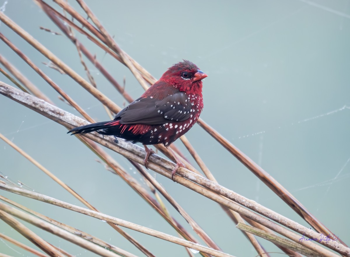 Red Avadavat - ML646503326
