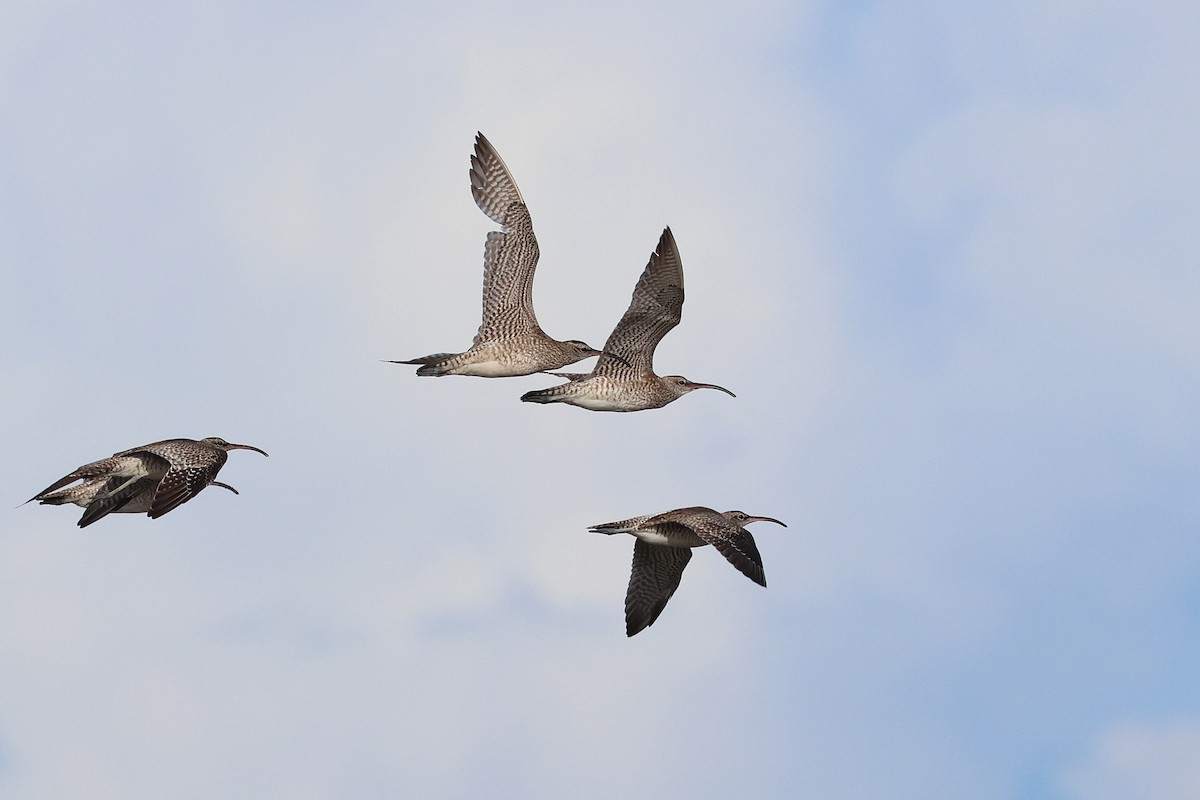 småspove - ML646503327