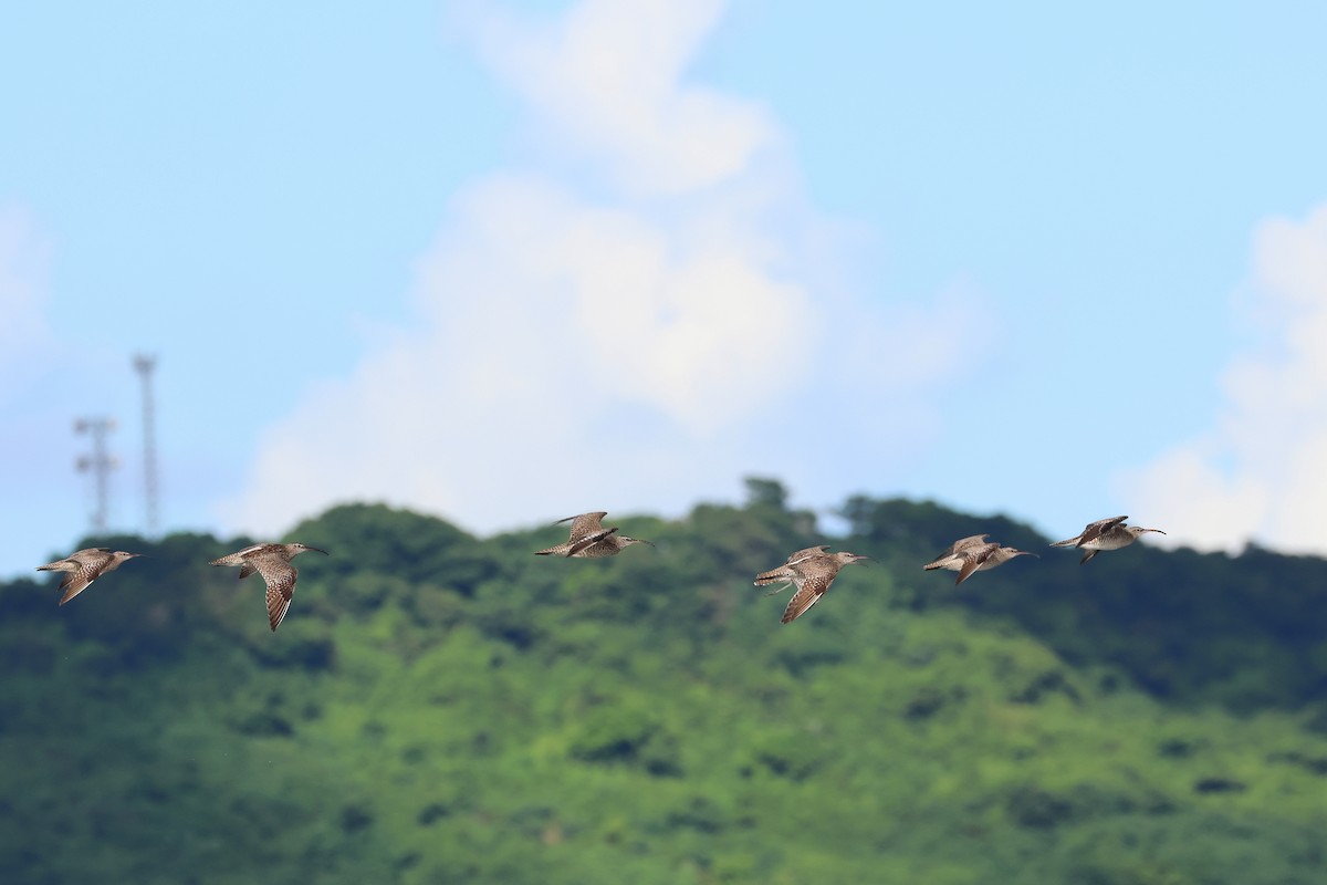 småspove - ML646503328