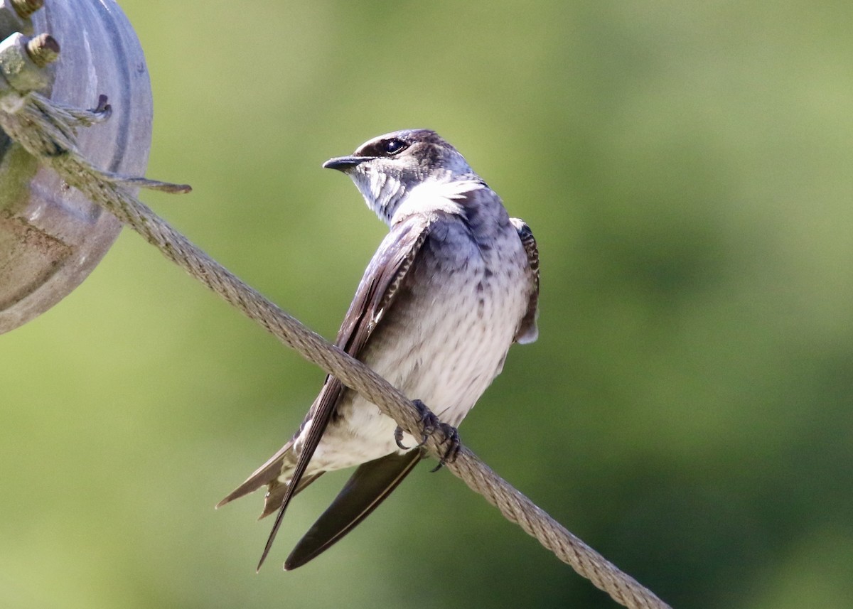 Hirondelle noire - ML646503329