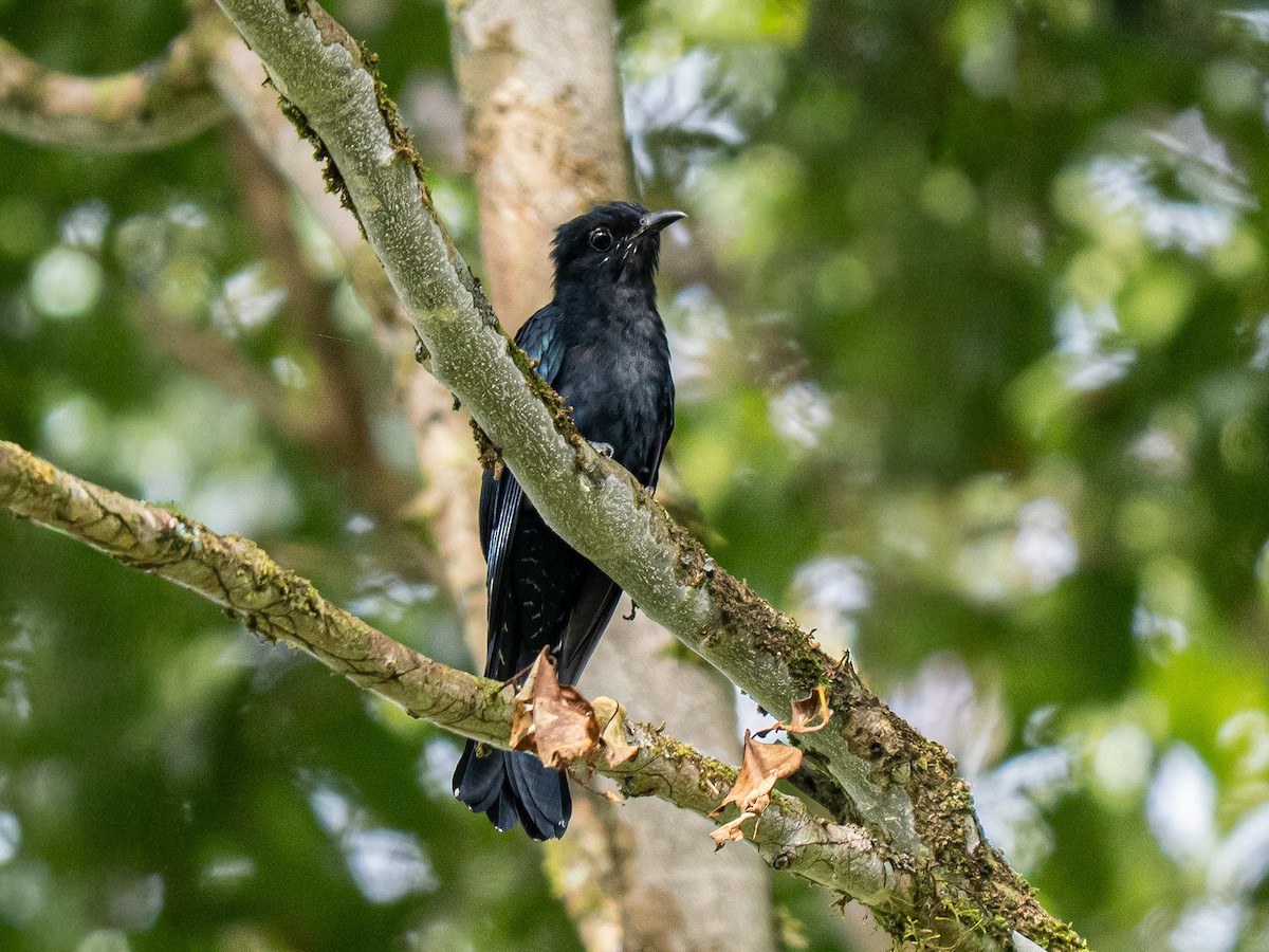 Square-tailed Drongo-Cuckoo - ML646503330