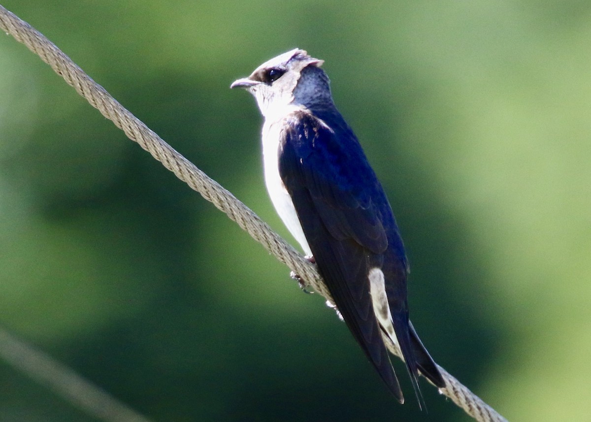 Hirondelle noire - ML646503331