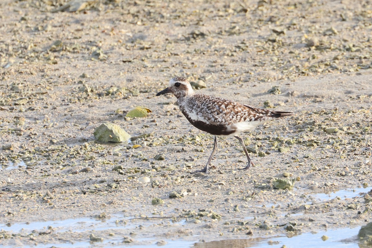 tundralo - ML646503332