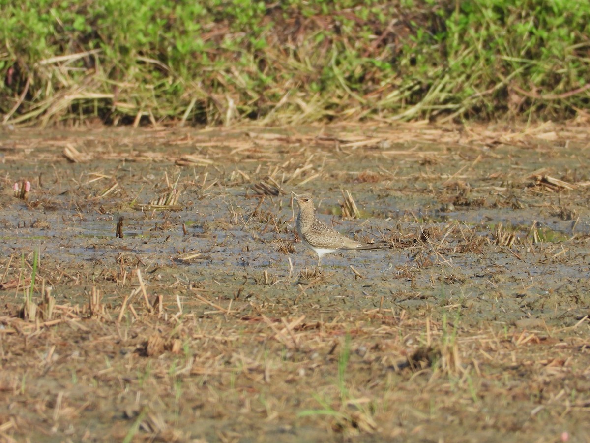 Orientbrachschwalbe - ML646503333