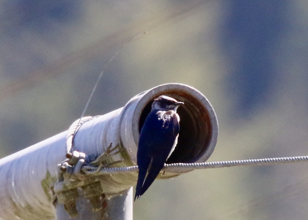 Hirondelle noire - ML646503334