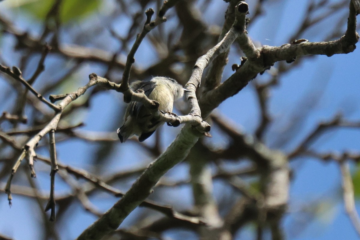 Cambodian Flowerpecker - ML646503335