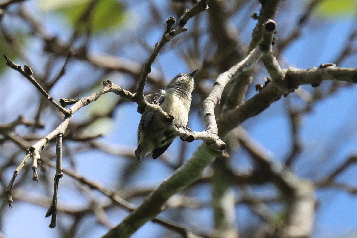 Cambodian Flowerpecker - ML646503336