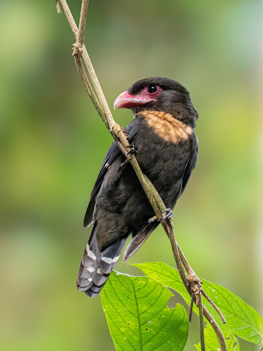 Dusky Broadbill - ML646503337
