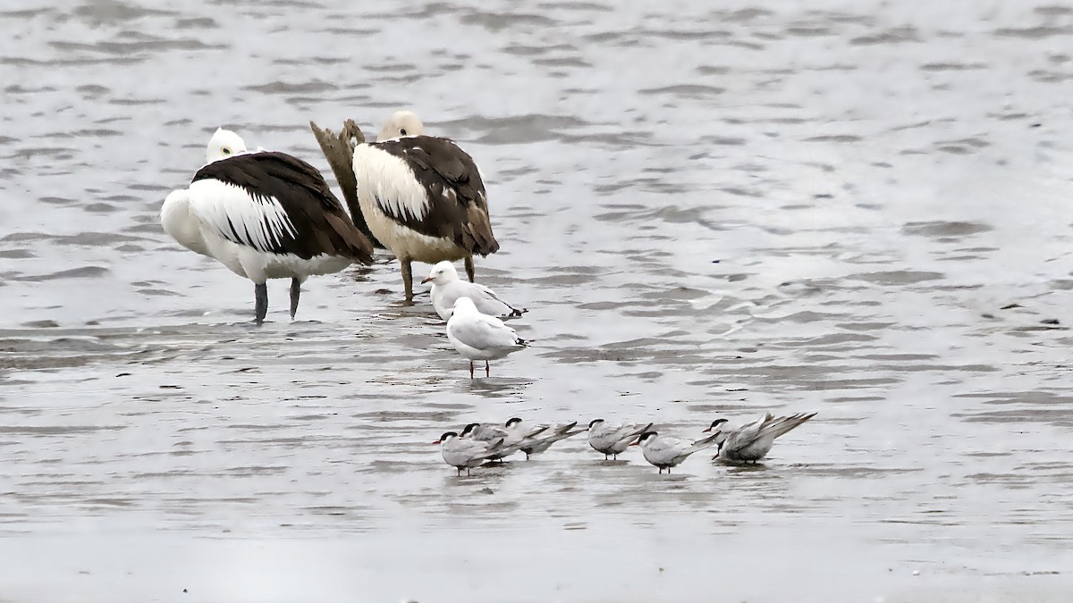מירומית לבנת-לחי - ML646503341