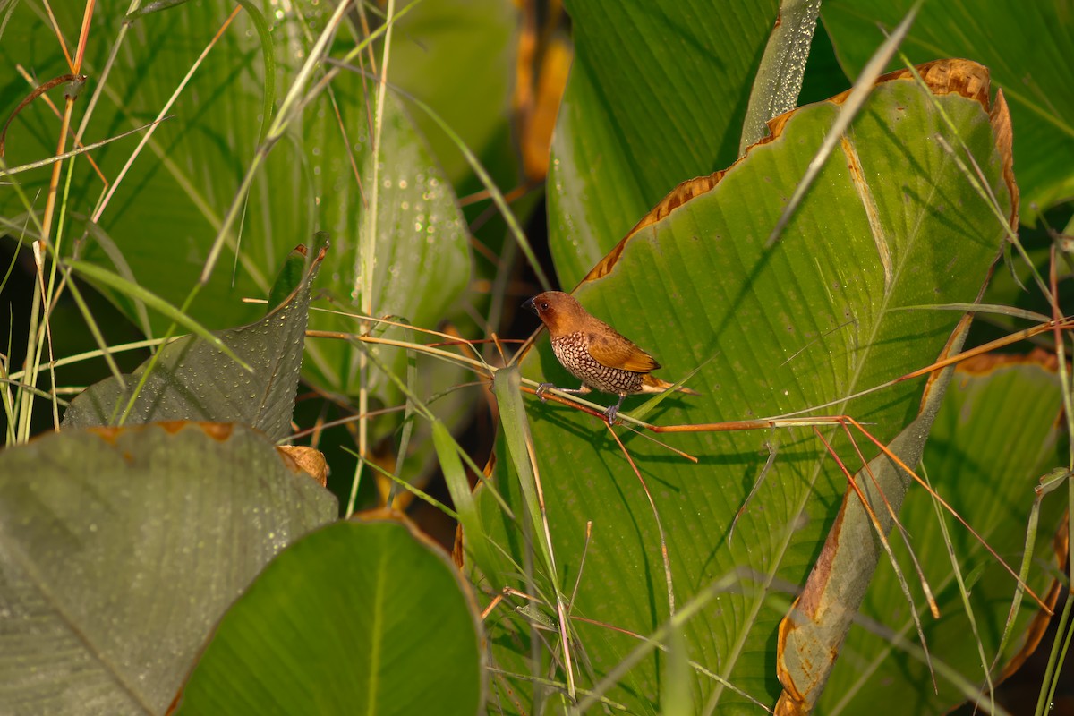 Scaly-breasted Munia - ML646503342