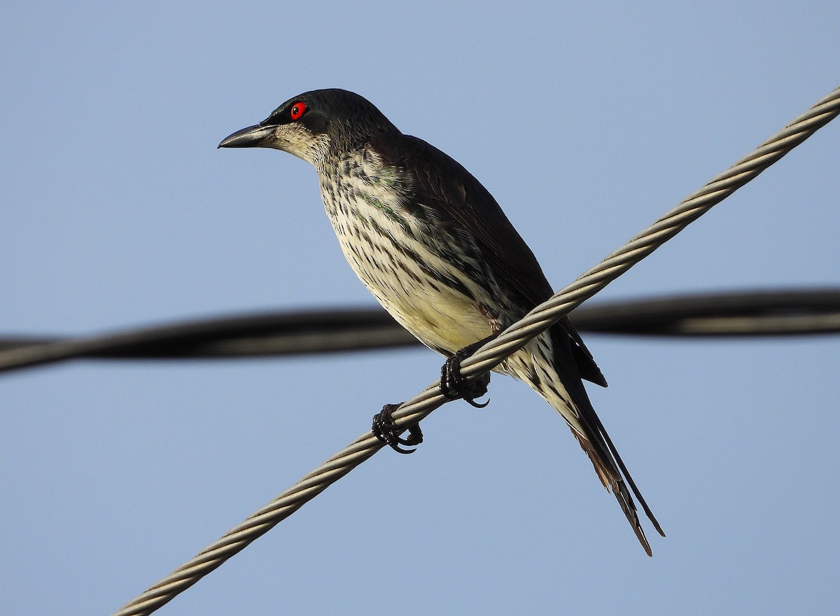 Metallic Starling - ML646503351