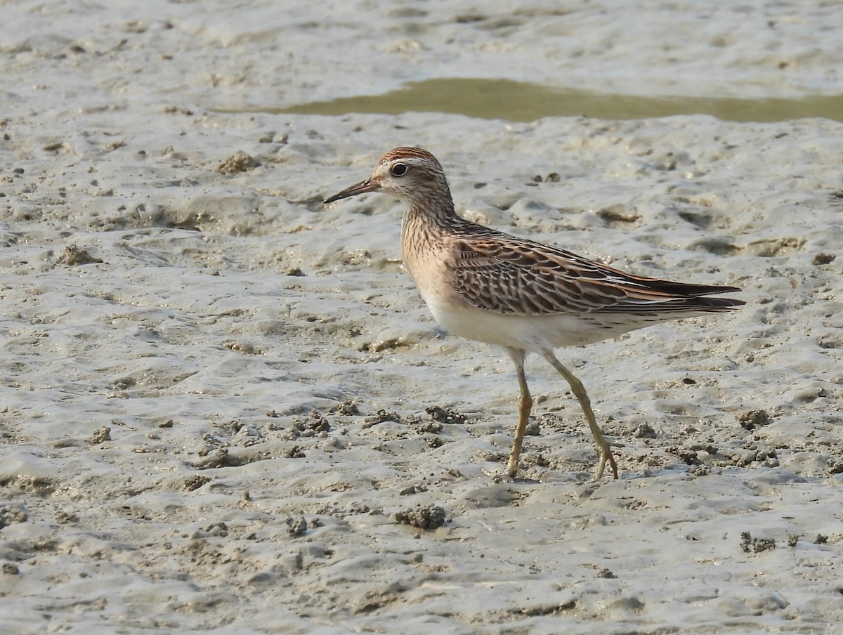 Sharp-tailed Sandpiper - ML646503352