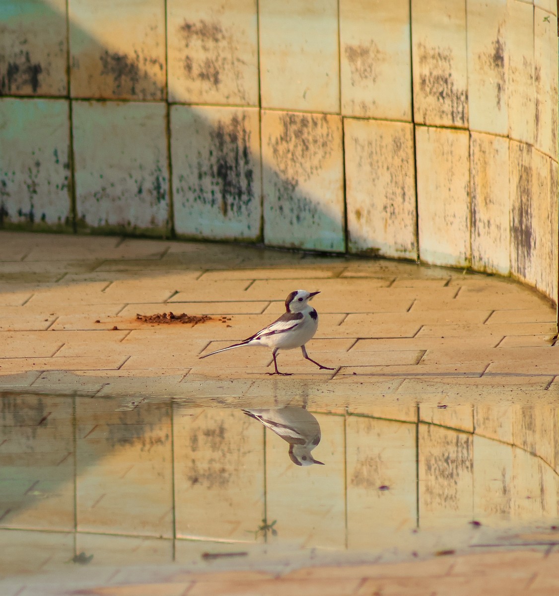 White Wagtail - ML646503353