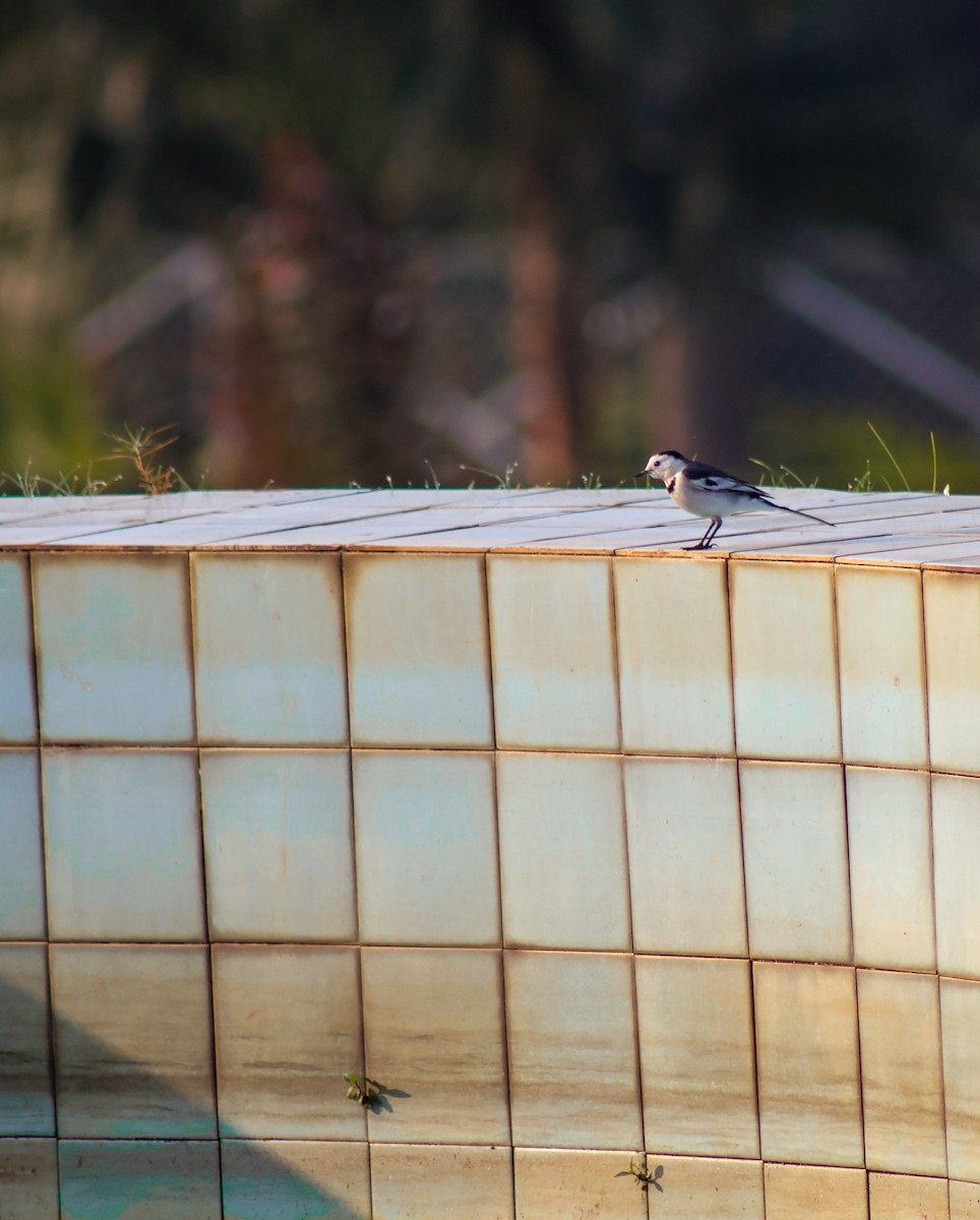 White Wagtail - ML646503354