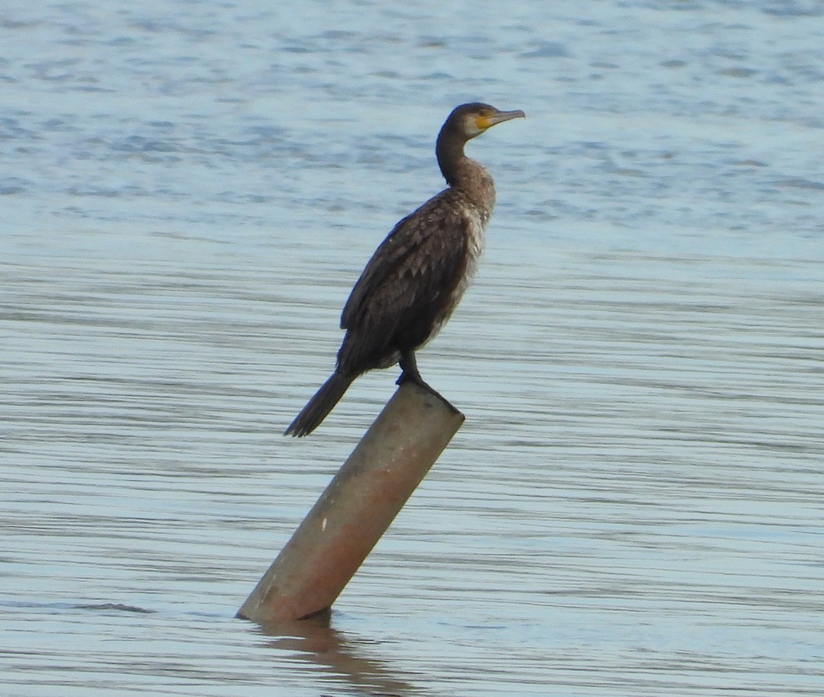 鸕鷀 - ML646503359