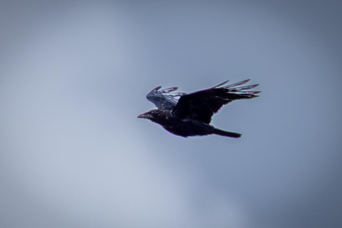 小嘴烏鴉 - ML646503360