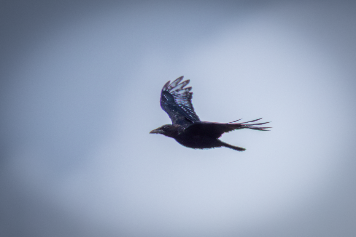 小嘴烏鴉 - ML646503361