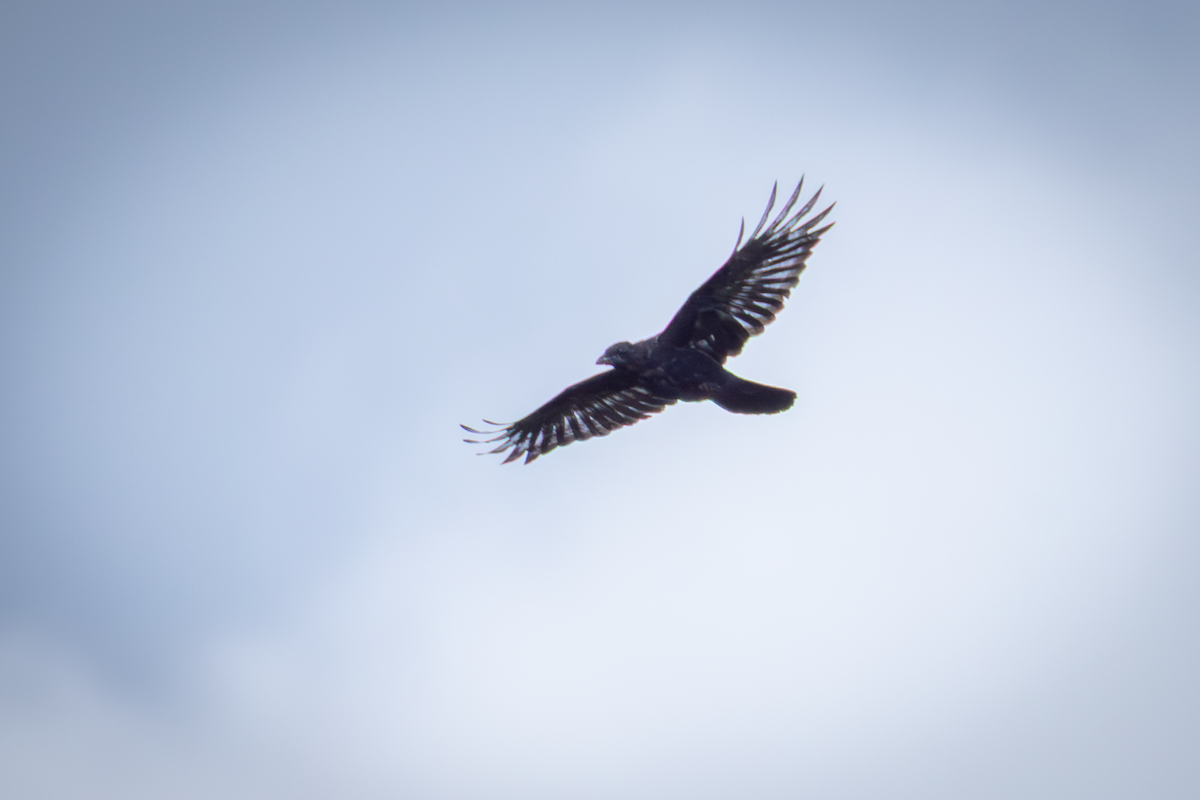 小嘴烏鴉 - ML646503362