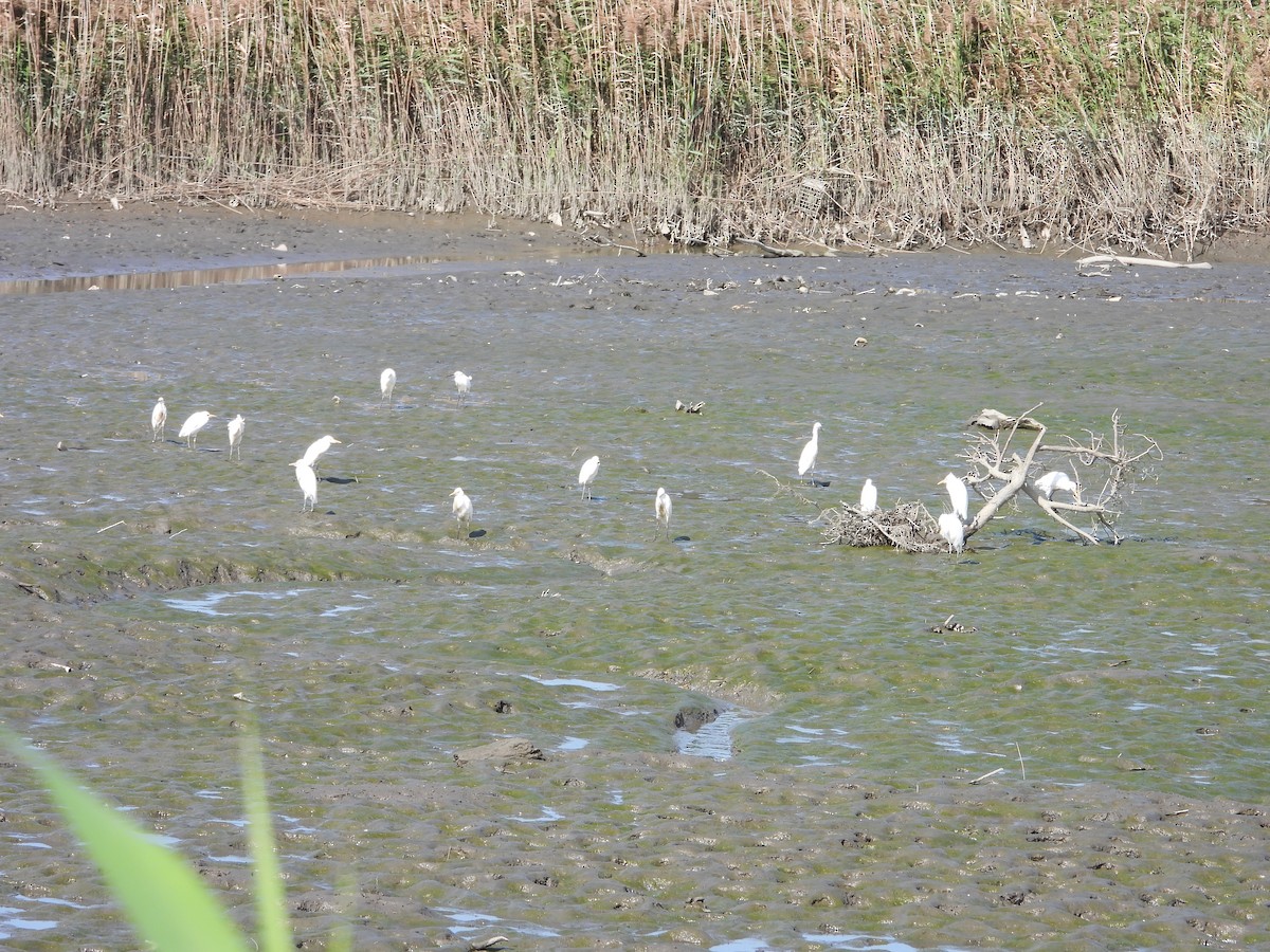 黃頭鷺 - ML646503363