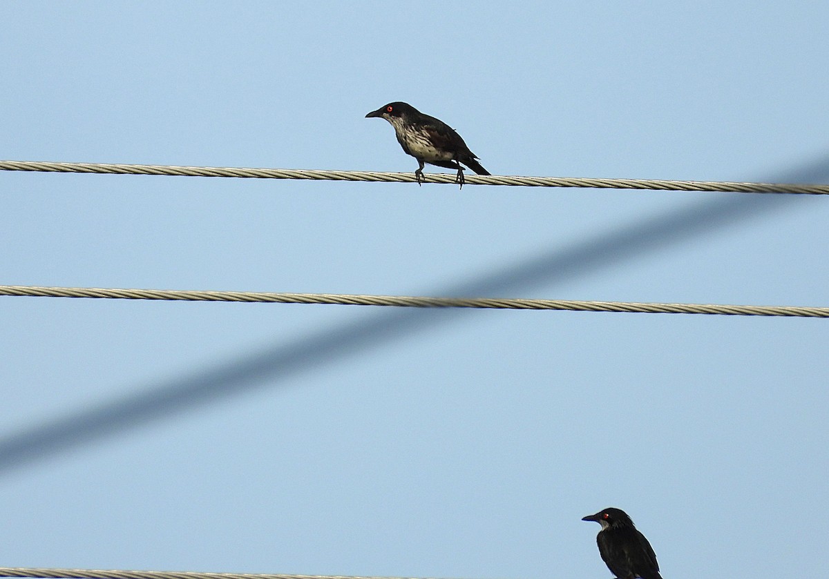 Metallic Starling - ML646503364
