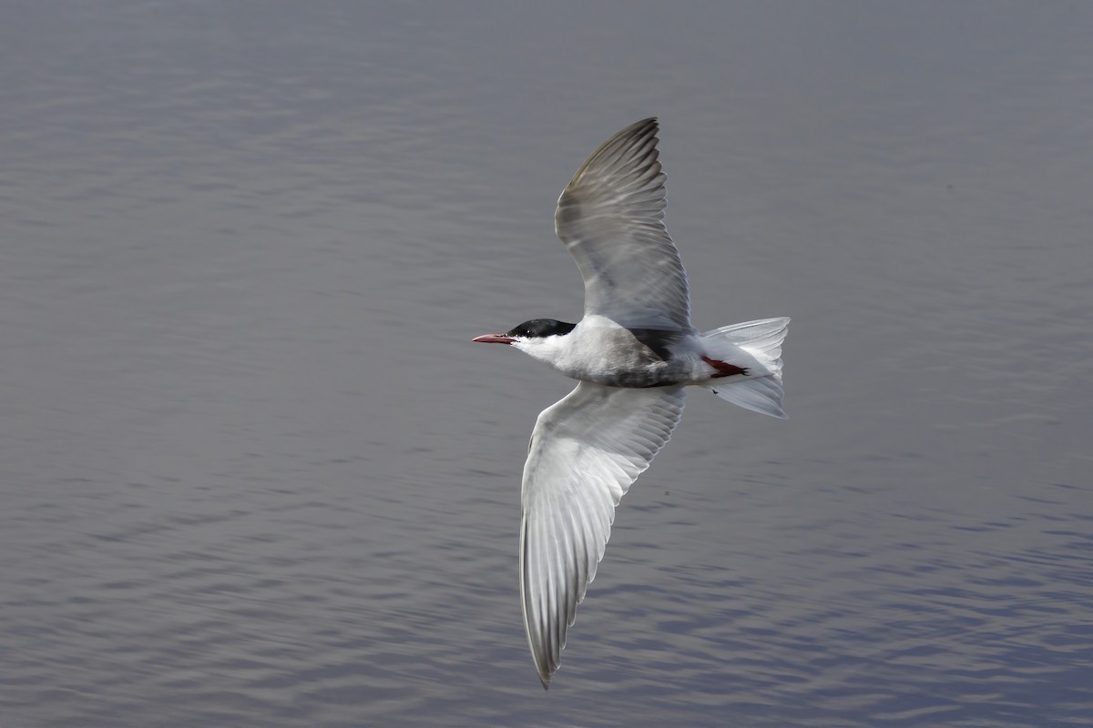 黑腹燕鷗 - ML646503365