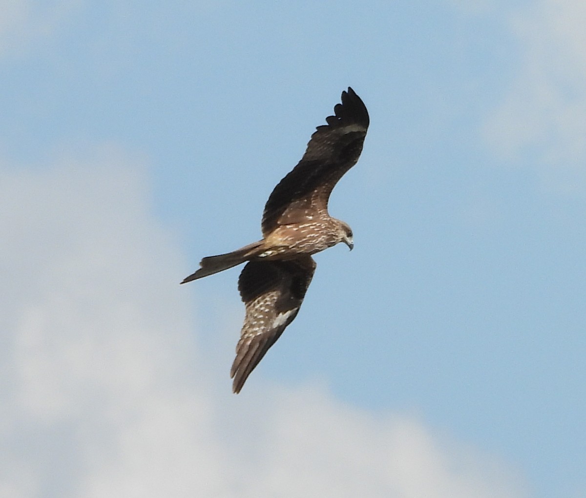 黑鳶 - ML646503367