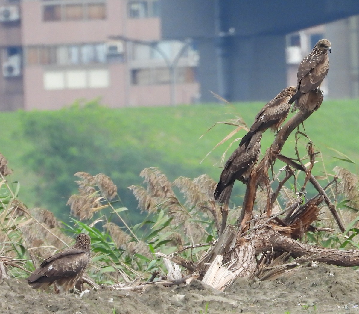 黑鳶 - ML646503368