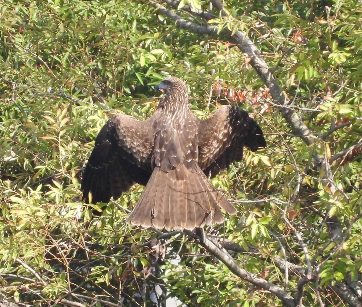 黑鳶 - ML646503369